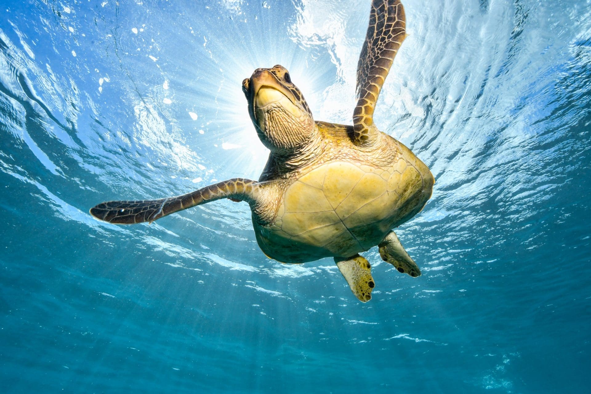 10 Easy Ways You Can Help Protect the Great Barrier Reef - Sunlover