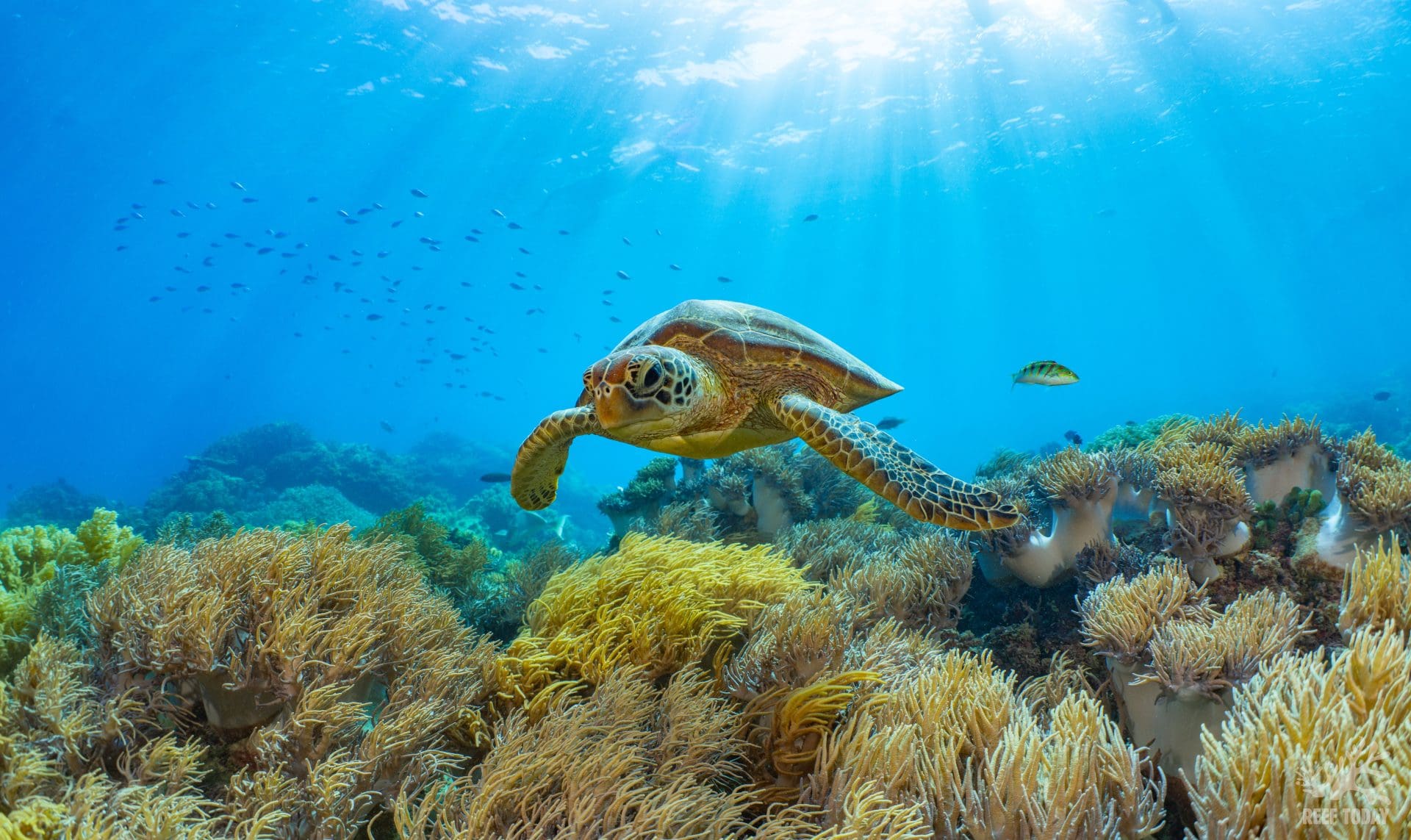 Green sea turtle swimming over soft coral on the Great Barrier Reef